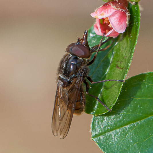 Rhingia campestris-0095.jpg